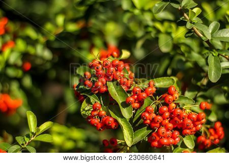 Bunch Of Ripe Rowanberry Fruit On Rowan Tree With Green Leaves. Close Up Shot.