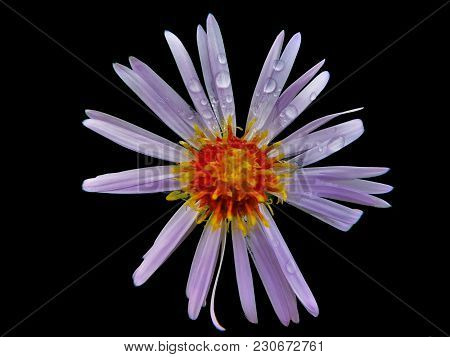 White Flower With Rain Drops On Black Background