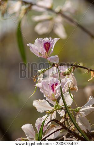 Bauhinia Variegata Purple Orchid Tree, Bauhinia Variegata Is A Species Of Plant Family Fabaceae