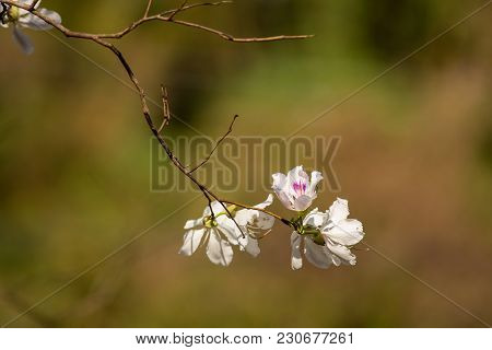 Bauhinia Variegata Purple Orchid Tree, Bauhinia Variegata Is A Species Of Plant Family Fabaceae