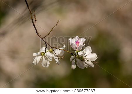 Bauhinia Variegata Purple Orchid Tree, Bauhinia Variegata Is A Species Of Plant Family Fabaceae