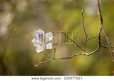 Bauhinia Variegata Purple Orchid Tree, Bauhinia Variegata Is A Species Of Plant Family Fabaceae