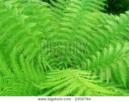 Spiral jättiläinen saniainen