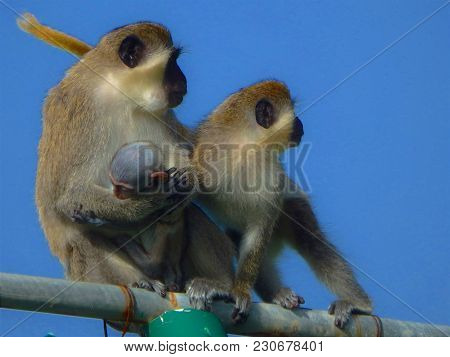 A Green Vervet Mother Monkey With Her Offspring