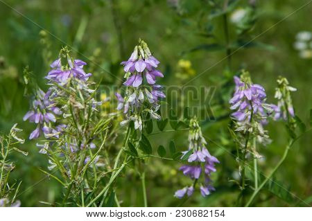 Blue Flowers Veronica. The Flowers Grow In The Field. Veronica - Genus Of Flowering Plants In The Fa