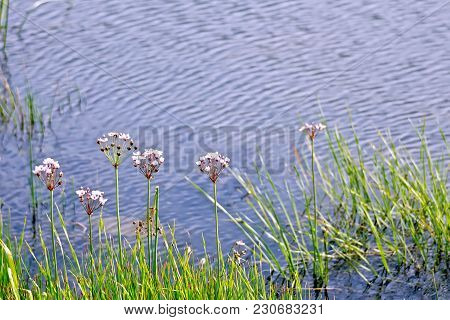 White And Pink Butomus Umbellatus Flowers Against The Background Of The Lake Water