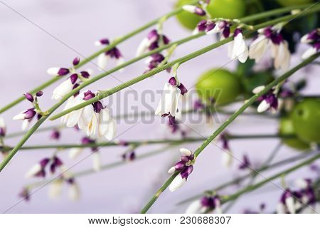 Blooming Genista Or Broom On A White Painted Brick Wall ,macro Shot, Selected Focus