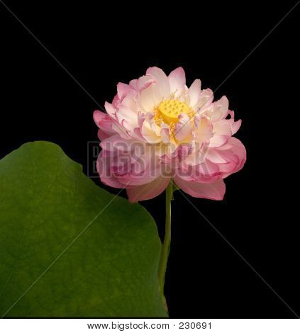 Lotus çiçeği