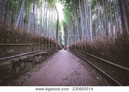 Bamboo Forest In Kyoto Countryside