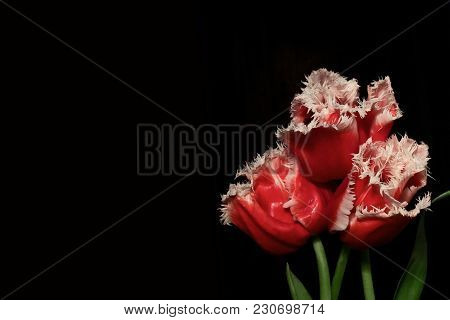 Three Red Louvre Tulips With White Edges On Black Background
