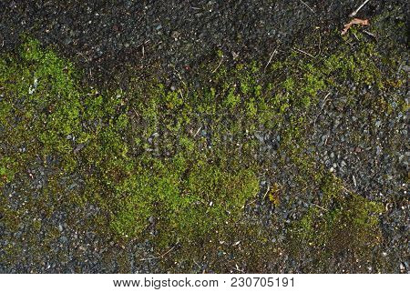 Green Natural, Moss Covered, Rock Texture Over Stone Wall In Uk. Texture