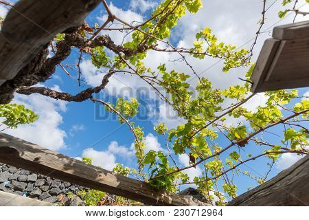 Lanzarote Vineyards Build On Lava, La Geria Wine Region, Malvasia Grape Vine In Winter