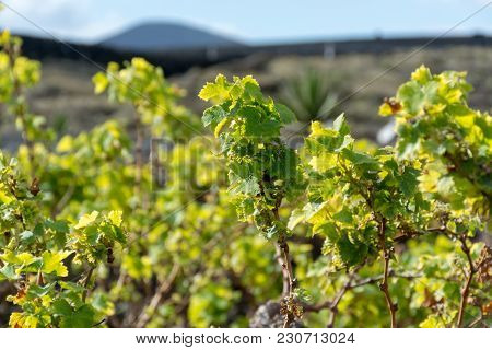 Lanzarote Vineyards Build On Lava, La Geria Wine Region, Malvasia Grape Vine In Winter