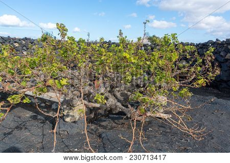 Lanzarote Vineyards Build On Lava, La Geria Wine Region, Malvasia Grape Vine In Winter