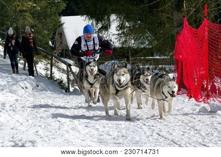 Sled Dog Race In Zuberec, Slovakia