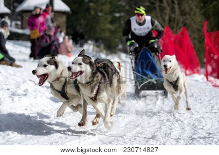 Sled Dog Race In Zuberec, Slovakia