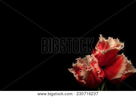 Three Red Louvre Tulips With White Edges On Black Background