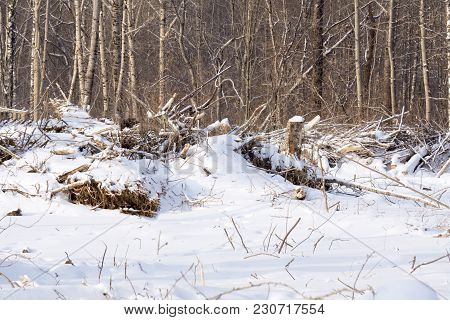 Broken Tree Under The Snow Ead Destruction,