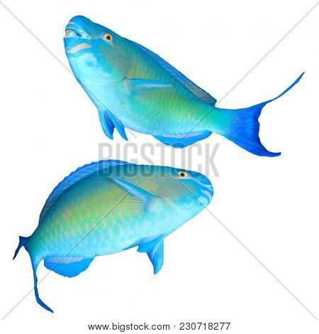 Parrotfish fish isolated on white background
