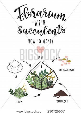 Vector Illustration Of A Florarium With Succulents. Infographic Poster Design With Succulent Flower 