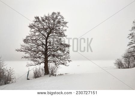 Belarus, Grodno, Molochnoe Lake. Lonely Tree On The Shore In Winter.
