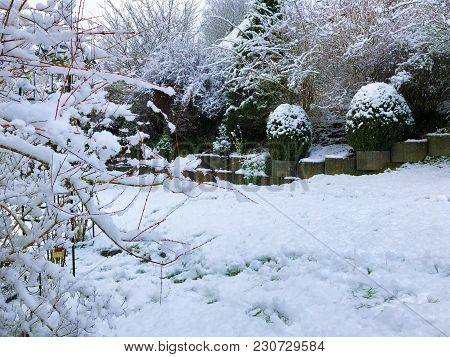 Tree Covered By Snow Winter Boxwood And Picea Glauca Conica Dwarf Decorative Coniferous Evergreen Tr