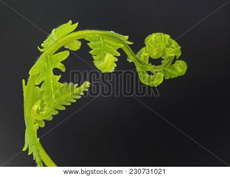 Fern Leaves Unfurling On A Black Background. Fern Plants Are Not Flowering And Reproduction By Spore