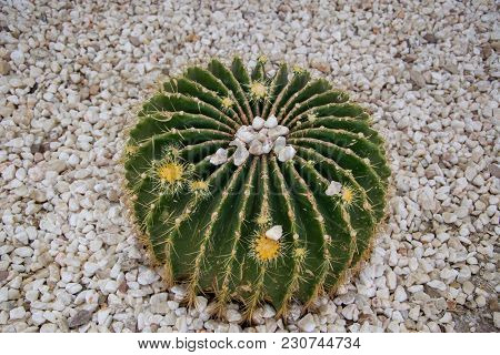 Big Green Cactus On The Background Of Stones In The Garden.