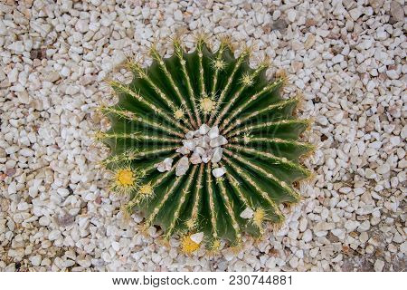Big Green Cactus On The Background Of Stones.
