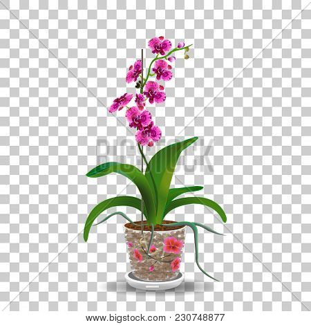 Phalaenopsis Orchid In Pot, Pink, Red Flowers With Orange And Fioletette Dots, Green Stem And Leaves