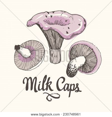 Vector Illustration With Mushrooms In Sketch Style. Hand-drawn Milk Caps On White Background. Autumn