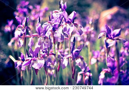 Violet Blue Flowers Of Wild Iris, Covered With Drops Of Summer Rain, On A Green Background Of Meadow