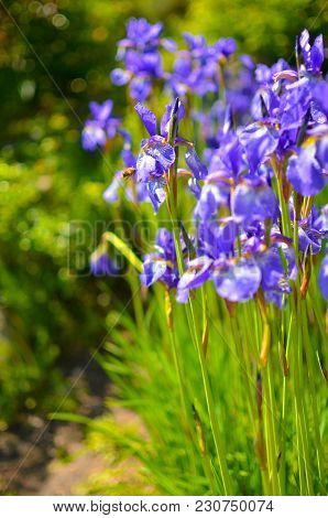 Violet Blue Flowers Of Wild Iris, Covered With Drops Of Summer Rain, On A Green Background Of Meadow