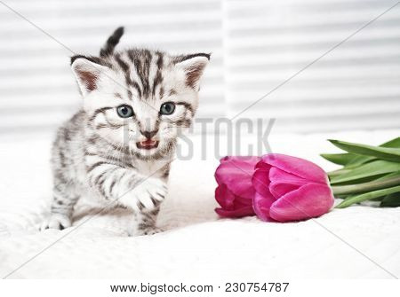 The Kitten Meows Shouts Purebred Kitten. Baby Kitten