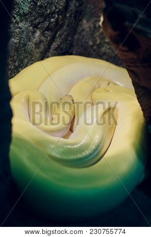 A Snake At A Terrarium In A Zoo, Orthriophis Taeniurus Albino Animal
