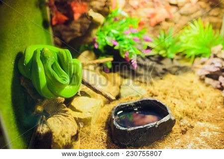 A Snake At A Terrarium In A Zoo, Orthriophis Taeniurus Albino Animal
