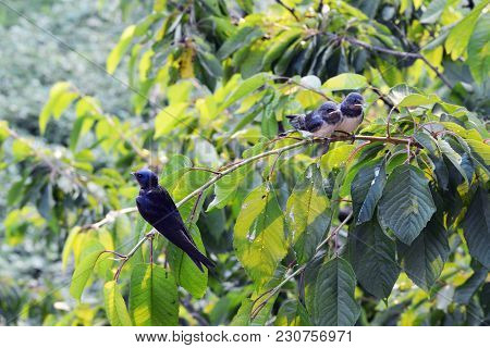 The Swallow Family On The Cherry Branch
