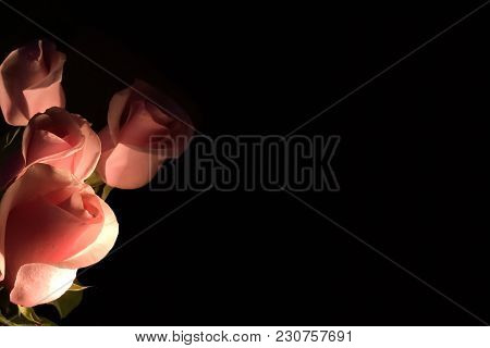 Several Light Pink Roses On Black Background