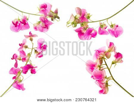Soft pink sweet pea lathyrus flowers isolated against a white background