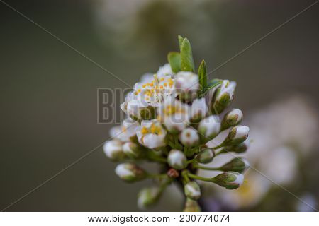 Cherry-plum Flowers White On A Branch Close-up. Half-open Buds On The Tree Of Cherry Plum. Natural B