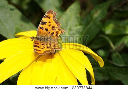 Polygonia C-album Butterfly On The Butterflybush Or Butterflytree Buddleja Davidii