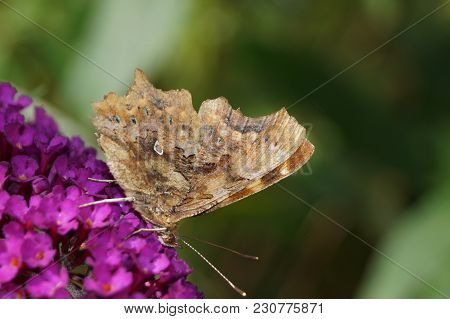Polygonia C-album Butterfly On The Butterflybush Or Butterflytree Buddleja Davidii
