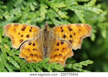 Polygonia C-album Butterfly On The Butterflybush Or Butterflytree Buddleja Davidii