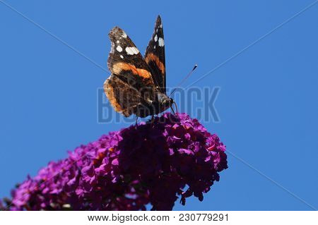 The Butterfly Vanessa Atalanta Also Called Admiral On The Butterflybush Buddleja Davidii