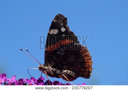 The Butterfly Vanessa Atalanta Also Called Admiral On The Butterflybush Buddleja Davidii