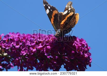The Butterfly Vanessa Atalanta Also Called Admiral On The Butterflybush Buddleja Davidii