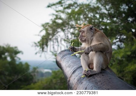 Funny Monkey Sits On The Cannon In National Park And Holds Green Sprouts. Serious Simian Eating Food