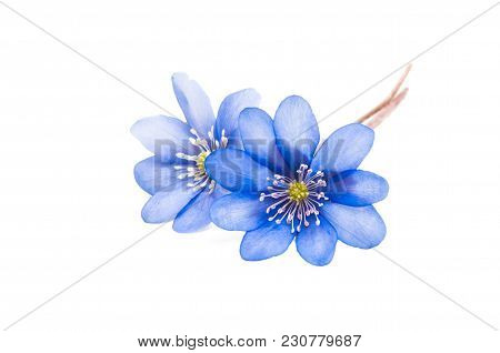 Hepatica Nobilis Flower Isolated On White Background