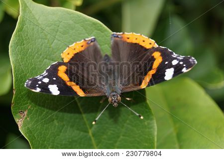 The Butterfly Vanessa Atalanta Also Called Admiral On The Butterflybush Buddleja Davidii