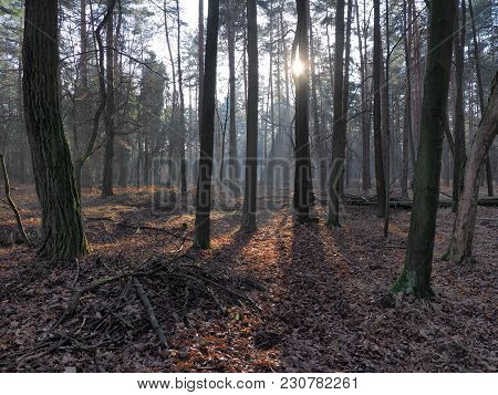Colorful Trees In Forest At Beskid Mountains Near Goczalkowice Reservoir At Poland With Clear Blue S